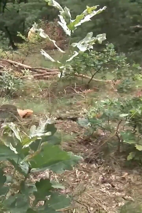 Nena rubia está complaciendo la polla del chico al aire libre