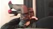 Pregled videozapisa