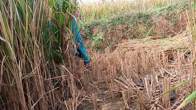 When the husband went on tour, the stepbrother&#039;s wife went to the field to cut paddy and Jeth ji picked up the saree from behind the paddy field and fucked the good Indian