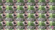 Pregled videozapisa