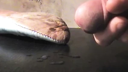 sperm derleme 8