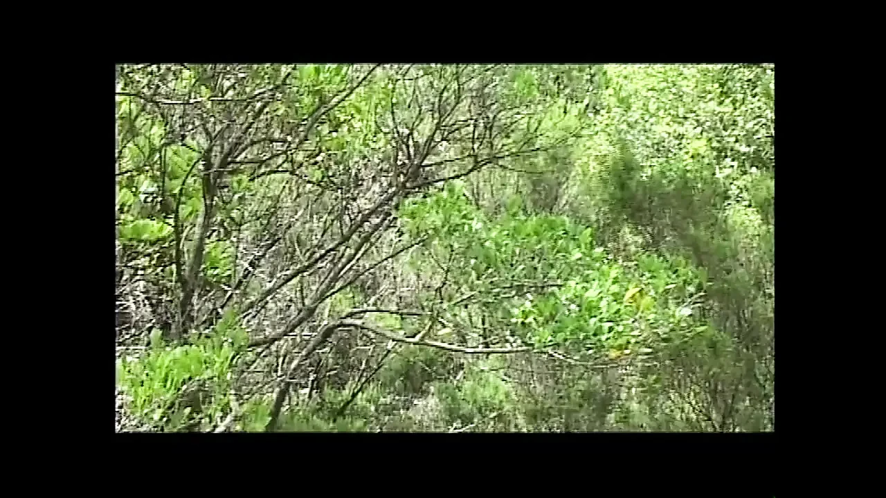 Italians Like Dark Black (original Uncutted Version)