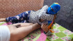 Pregled videozapisa