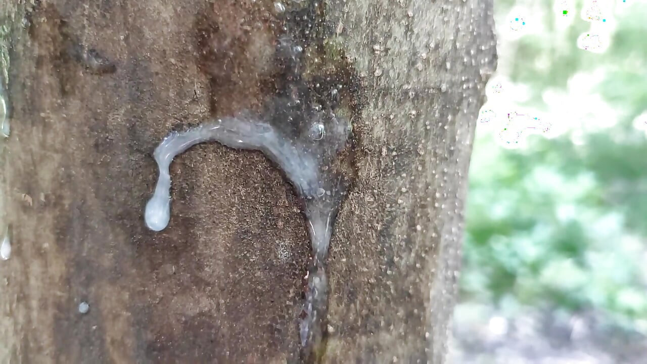 Cumshot on 'cum Here' Tree, Showing Cum Close up and Piss at a Cruising Area