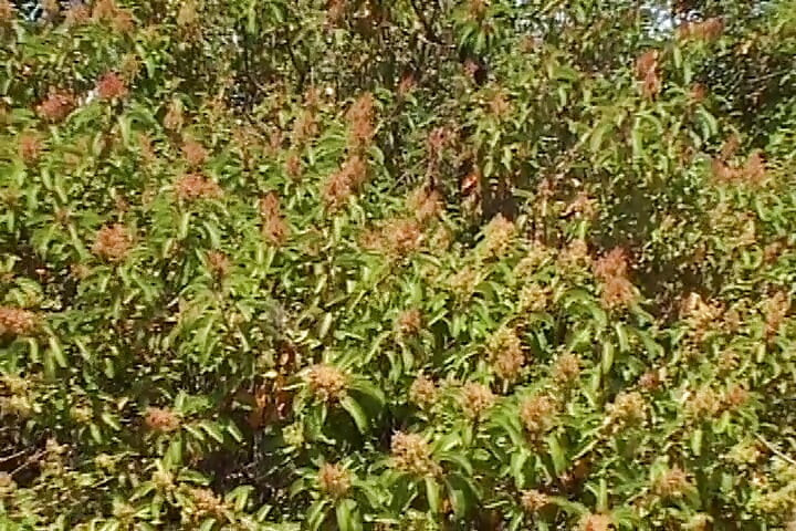 Sesi blowjob dengan penghisap zakar eboni yang suka aksi di luar