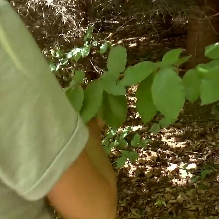 Hot Young Sluts Get Fucked in the Woods by Big Hard Cocks Full Movie in HD