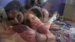 Pregled videozapisa