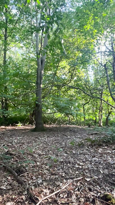 CD woodland cum