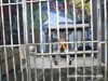 Pratinjau video