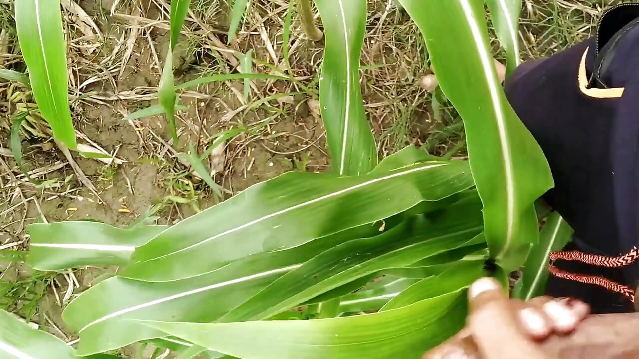 Büyük yarak tarlada boşalıyor, süt boşalması