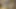 Ceci Milkymouzz gırtlağına kadar alıyor ve papi'nin uzun yarağını pirsingli amına sokuyor