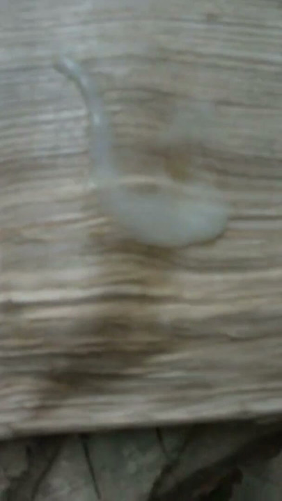 Cumshot and licking up Sperm | Clip 2