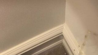 Sikanie w mojej sypialni na ścianie i dywanie