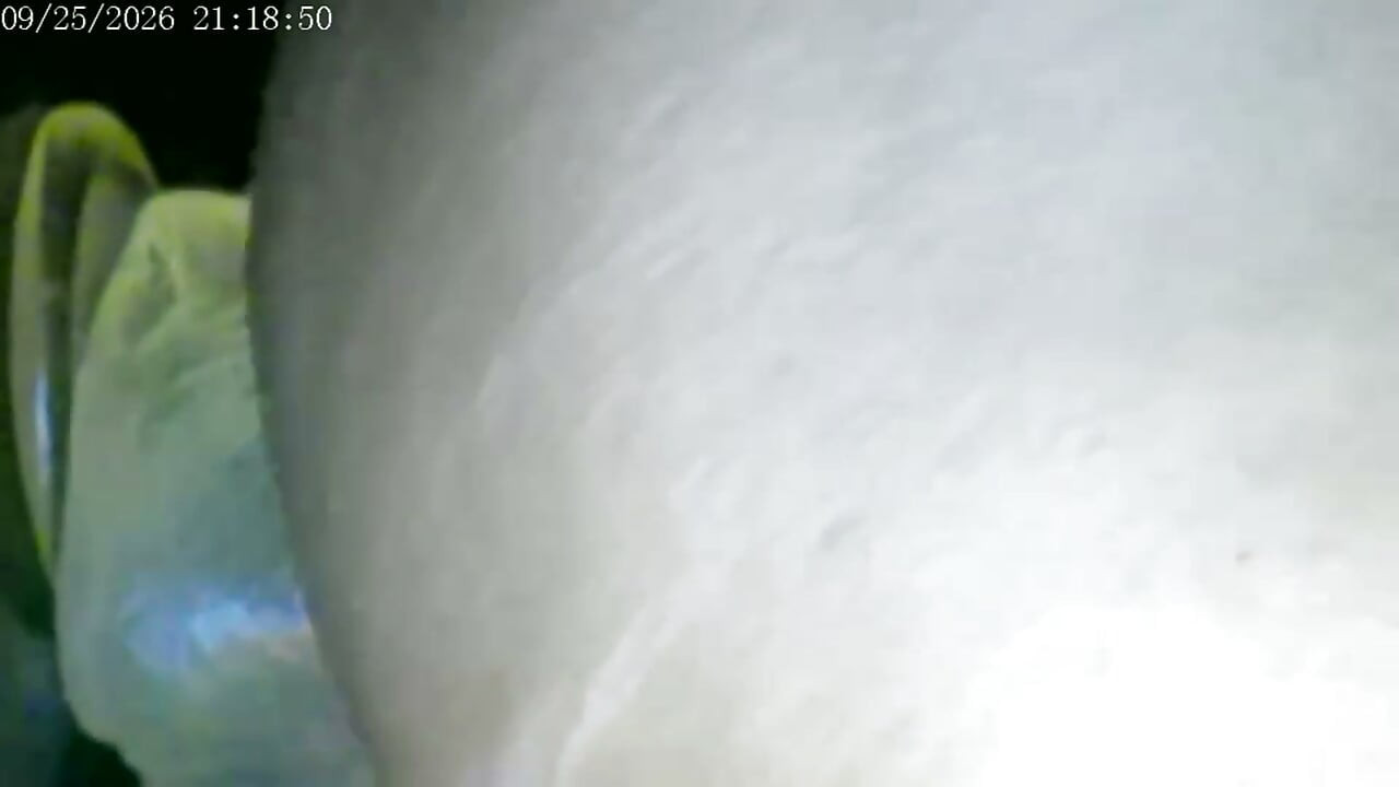 9-25-26 Cam 2 Compilation Friday Friends Day Toy Ride Thank You for Driving My Ranking and Revenue Love to You All.
