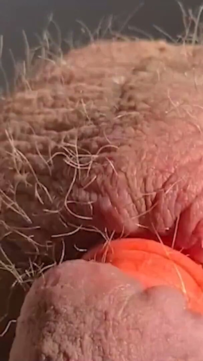 Thick, fat, hard banded cock comes without squirting during horny banding session | Clip 1