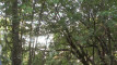 Pratinjau video
