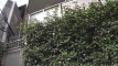 Pratonton Video