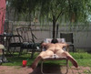 Pregled videozapisa