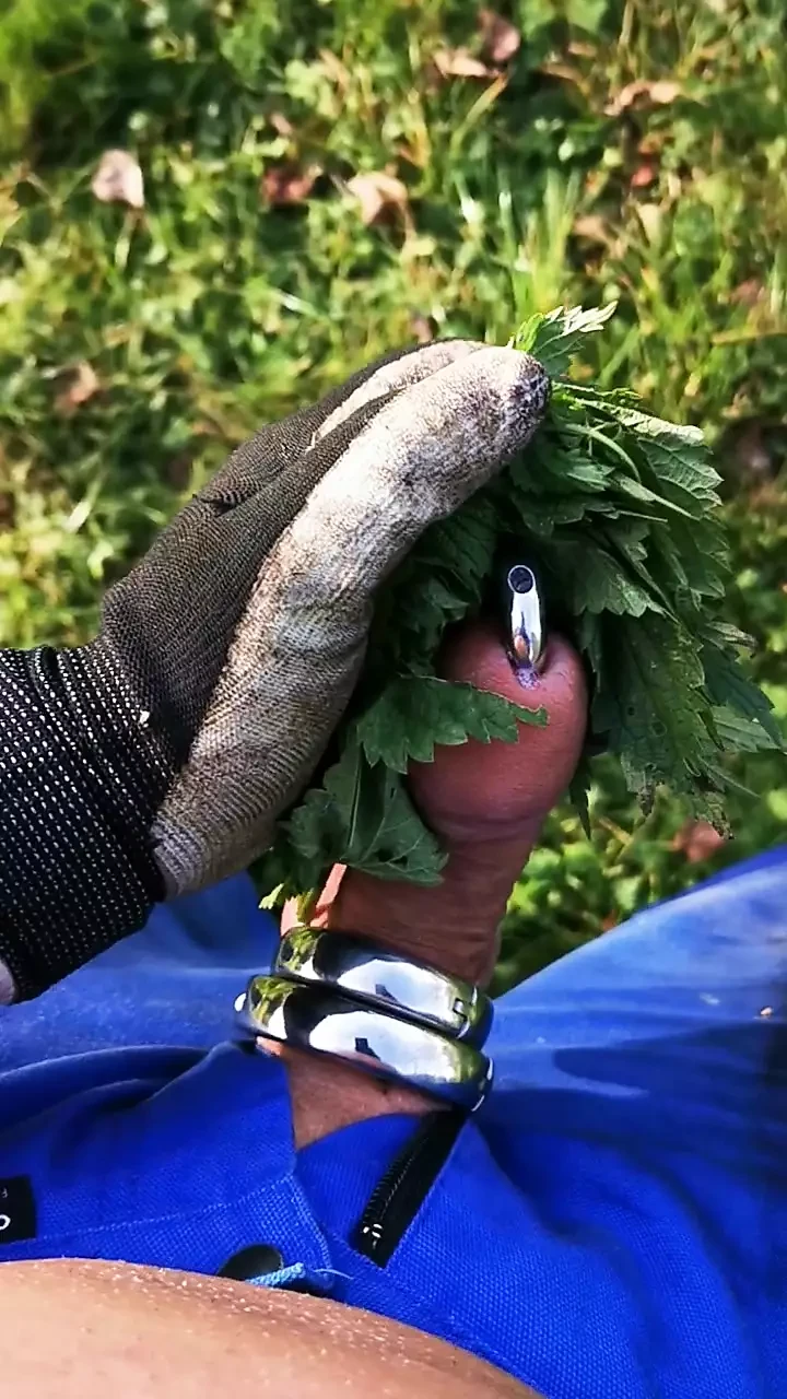 Nettles on the tail and sack part 2