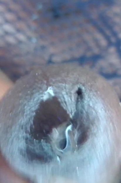 POV Crna debela sissy sjedni i svrši na tebe