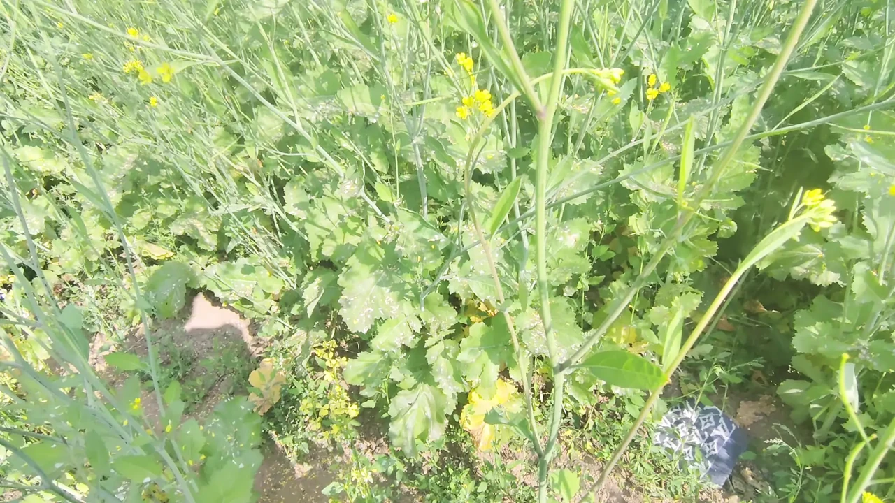 Like a khet mein sex karte hue handjob