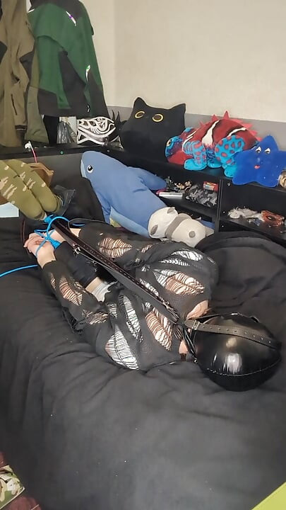 trying head harnes hogtie