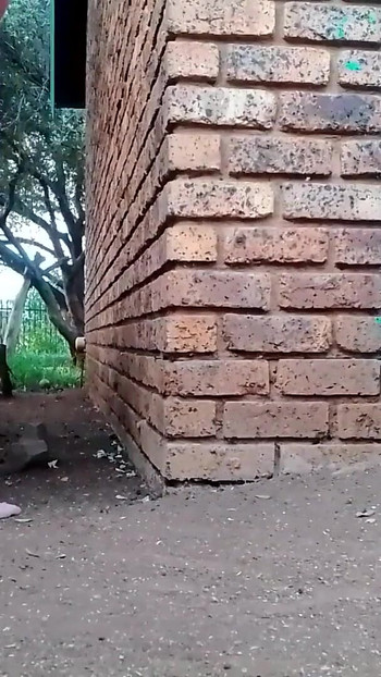 Momen penting dari "Ngentot istri tetangga di taman"