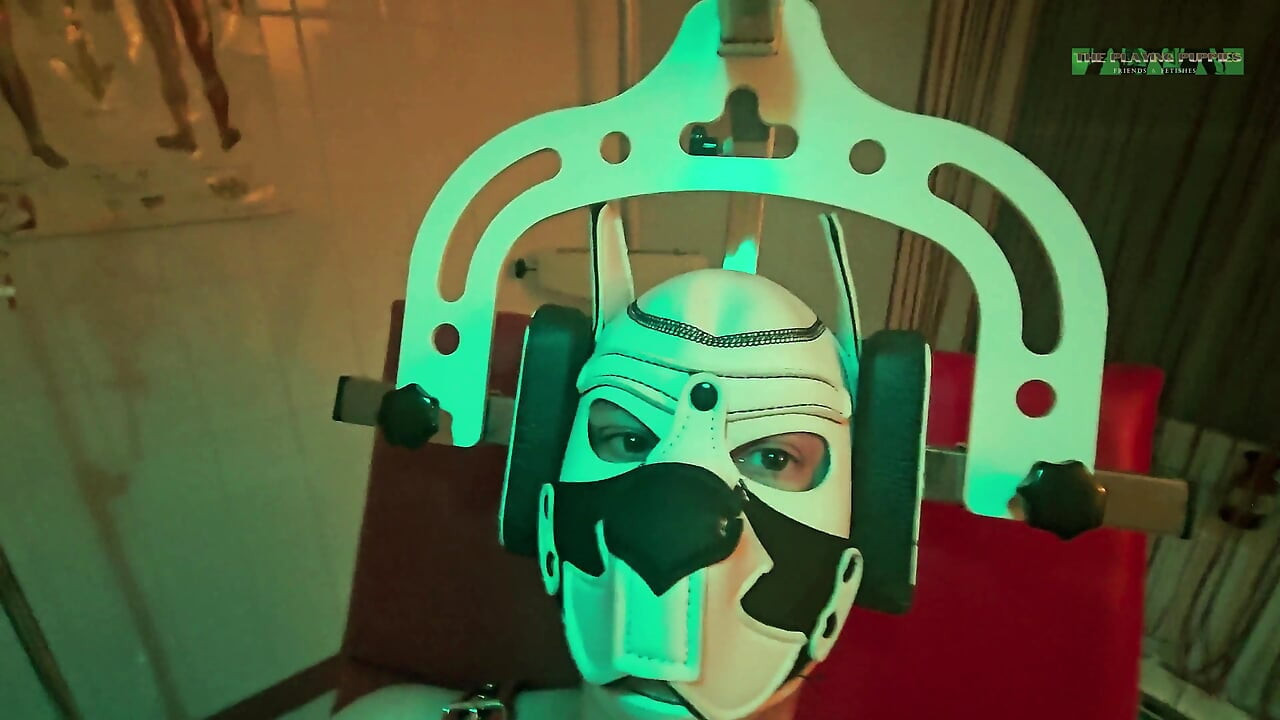 Playing Puppies the Second Examination