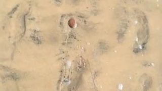 Прогулка обнаженным пляжем с маспаломасом