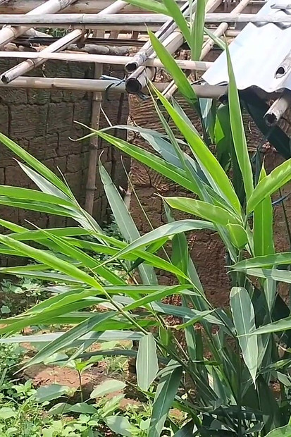 देसी सेक्सी स्थानीय वीडियो मेरे Liten parsonal. सेक्सी