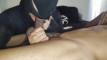 Pratonton Video