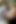 バンビベラに野生の異人種間のThreeway