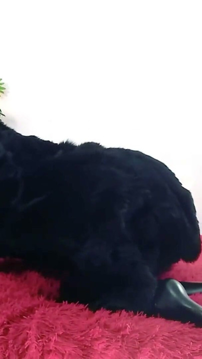 Dirty talking Mistress Arya Grander wearing fur coat. FEMDOM POV female domination point of view. | Clip 3