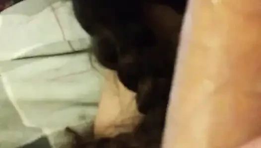 Keçi!