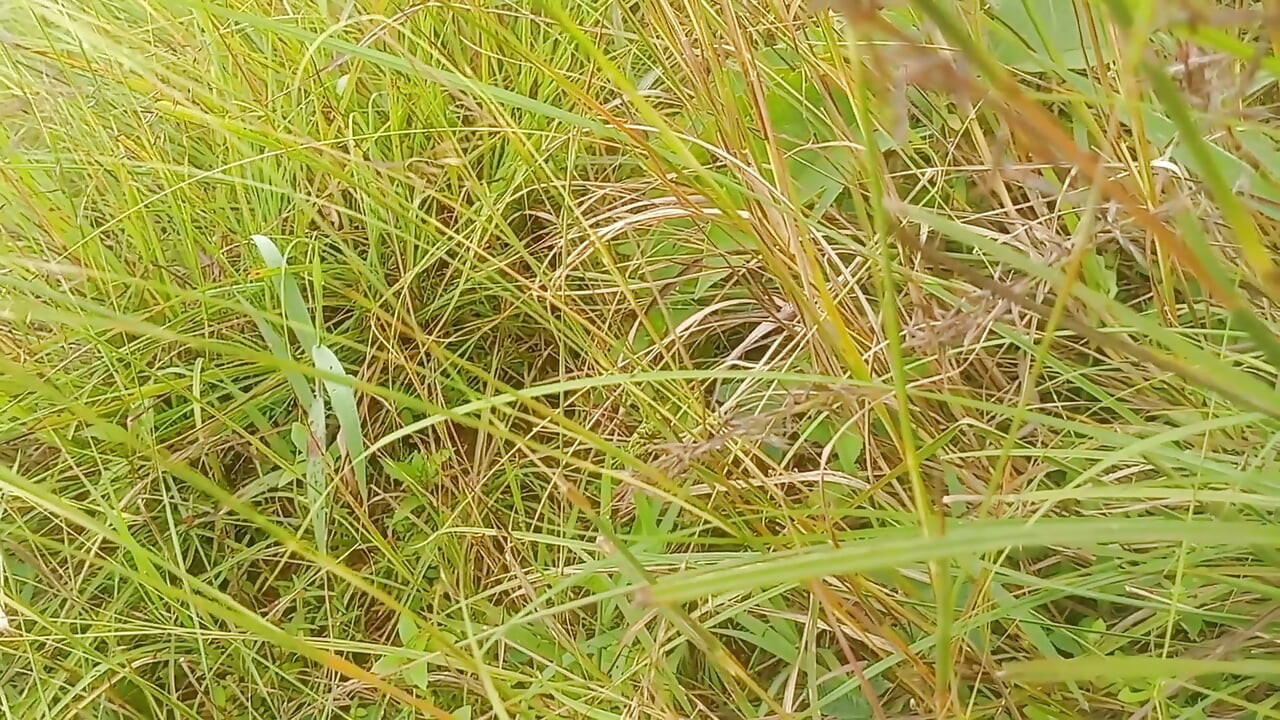 Nepali Open Outdoor Soltni Piesek Styal Sex Wideo