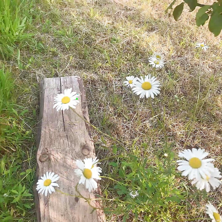 piss pee hana outside yard