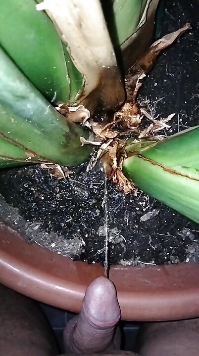 植物に水をやる