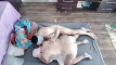 Pregled videozapisa