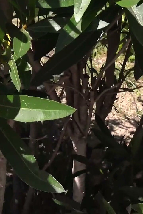 Auntjudys - Your Stepmom's Friend Maggie Moon Catches You Watching Her Sunbathing in the Back Yard