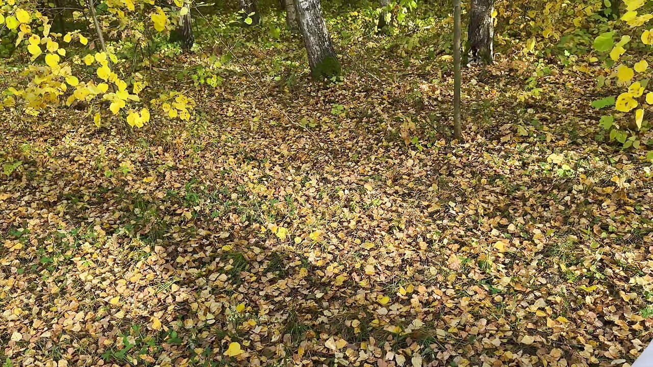 Solitário e assustado fodido na floresta