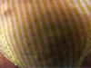 Pratinjau video