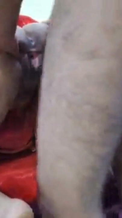Desi bhabhi hard fukuking in devar | Clip 1