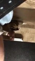 peeking understall