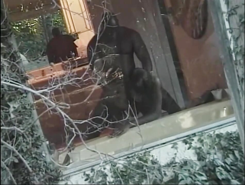 Increíble chica negra follada en coño peludo y semen en la boca por una polla negra monstruosa