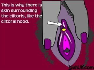 Come funziona il clitoride