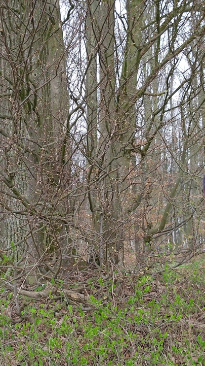 Đi bộ đường dài & sục cu - Phiên bản mùa xuân 2025 | Clip 1