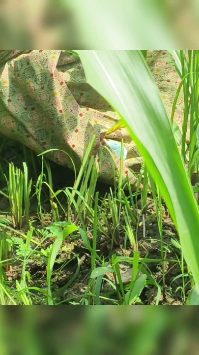 Sister-in-law showed her pussy in the fields and fingered her pussy | Clip 1