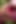 Fairy Babe Grants Wild Outdoor Threesome Wish