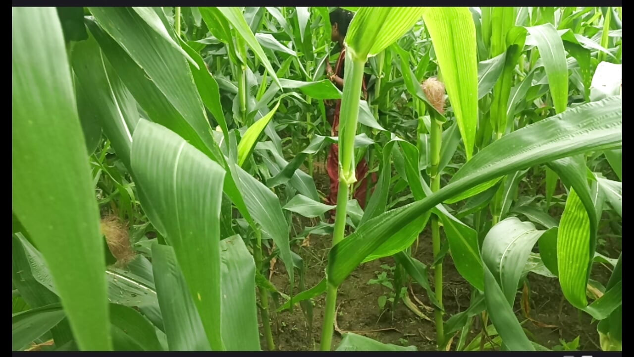 Kakak ipar panggil saya ke ladang jagung hari ini dan kakak ipar hisap zakar saya dan buang air, kemudian saya angkat dua kaki kakak ipar dan meniduri kakak ipar saya dengan kuat.