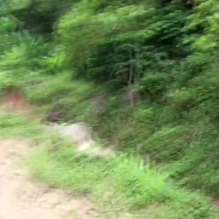 Jungle